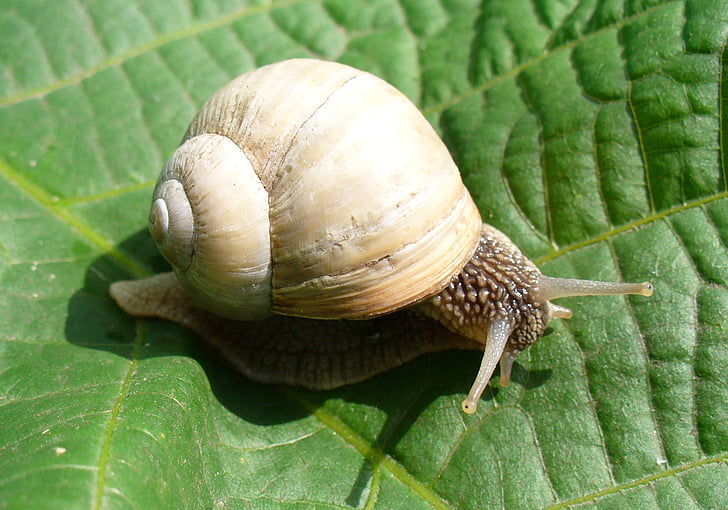 cargol, Caragol de Borgonya, cargol romana, cargols comestibles, escargot, registre, molt comú gastropod