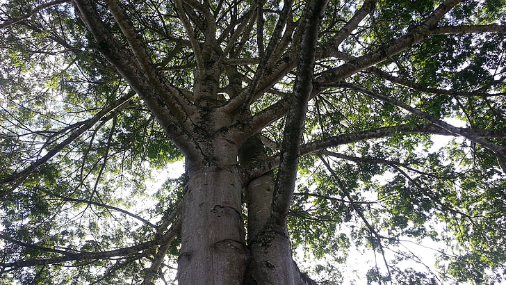 Thiên nhiên, cây, thân cây, rừng, hoạt động ngoài trời, chi nhánh, lá
