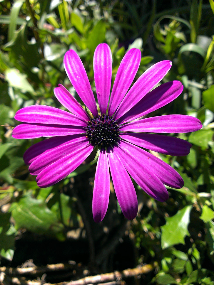 african daisy, blomst, lilla, flora, haven, Bloom, sommer