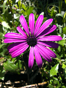 Afrikkalainen daisy, kukka, violetti, Flora, Puutarha, Bloom, kesällä