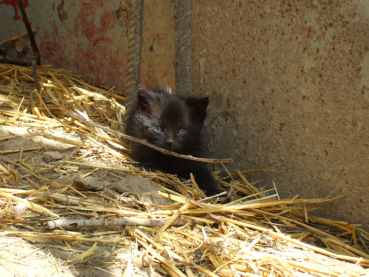 μαύρο γατάκι, γατάκι, γατούλα, γάτα, αιλουροειδών, ζώο