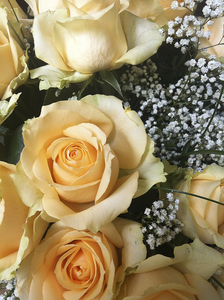 Rose, Strauss, fleurs, Félicitations, bouquet de roses, bouquet, Rose
