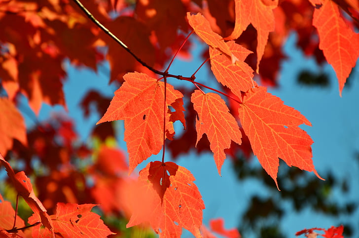 hösten, lämnar, röda blad, lönn, blad i höst, falla lövverk, grenar