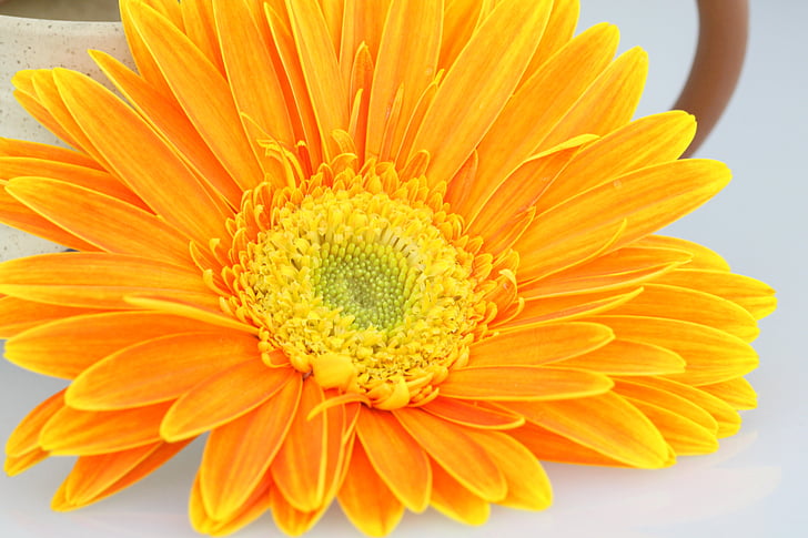 Chrizantema, gėlė, oranžinė