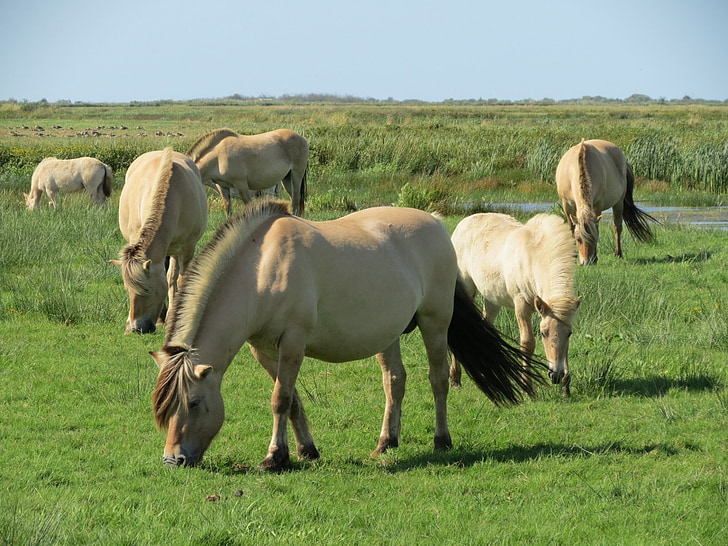 con ngựa, đồng cỏ, Đan Mạch, thành phố Skjern, mùa hè, Châu Âu, Bắc