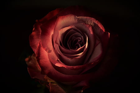 Rosa, flor, vermell, planta, pètal, natura, flor porpra