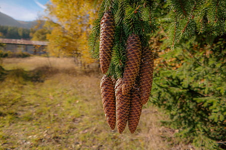 cones, spruce, coniferous, tree, needles, lush, needle