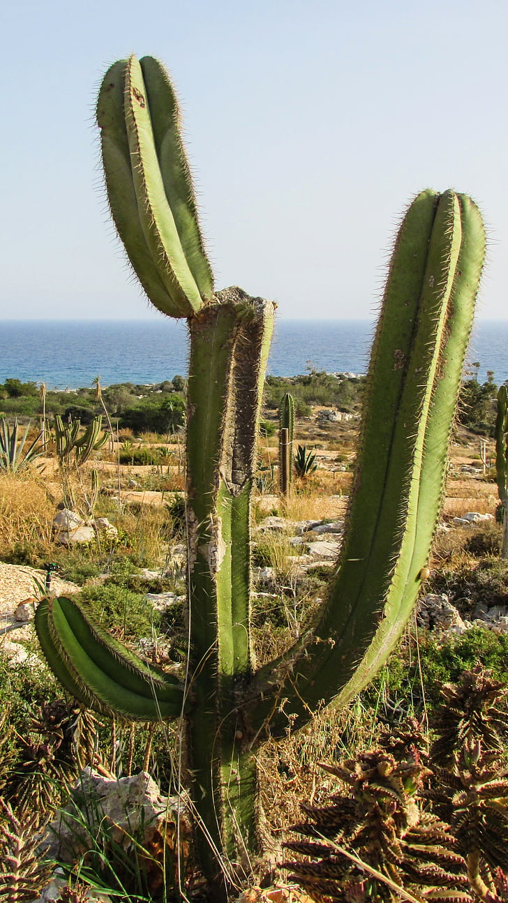 Cypern, Ayia napa, Kaktusparken, Cactus, törnen, Anläggningen, naturen