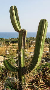 Chipre, Ayia napa, Parque de cacto, cacto, espinhos, planta, natureza