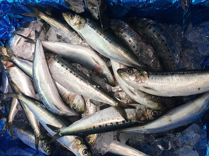 sardiner, sardin, isen, Seiyu ltd, levende, supermarked, fersk fisk