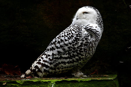 snowy owl, animal, feather, bird, white, nature, one animal