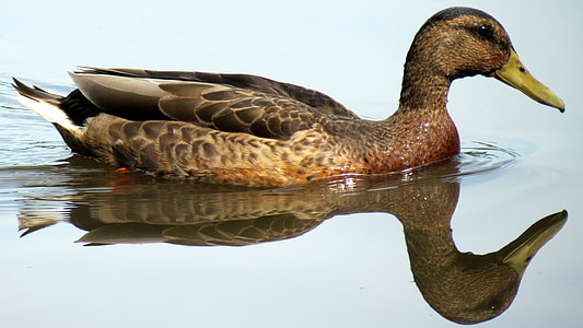 duck, water, mirror image, swimming, bird, waterfowl, wildlife