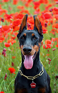 doberman dog fejkép, poppy, portrait