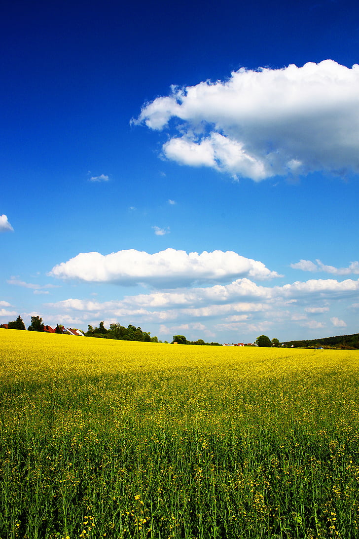 yellow, spring, field, cloud, clouds, blue, sky