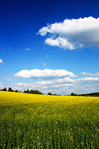 rumena, pomlad, polje, oblak, oblaki, modra, nebo