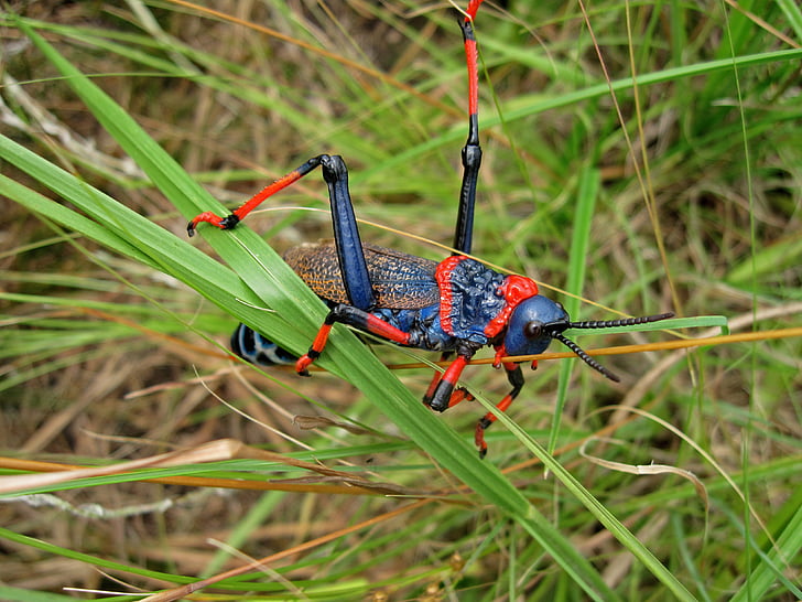 蚱蜢, 南非, drakensburg 山脉, drakensburgs, 昆虫, 蓝色和红色昆虫, 动物群