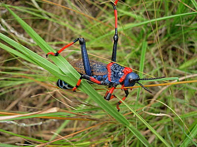 grasshopper, south africa, drakensburg mountains, drakensburgs, insect, blue and red insect, fauna