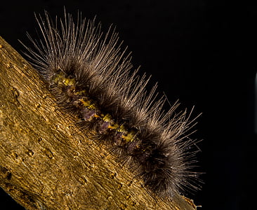bug, Caterpillar, szőrös, makró, tüskés, lassú, féreg
