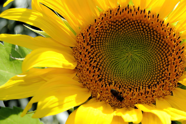 Sun flower, gul, Bee, Stäng, gul blomma, blomma, bräcklighet