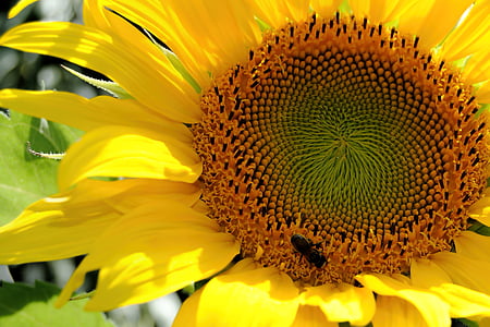 auringonkukka, keltainen, mehiläinen, Sulje, keltainen kukka, kukka, hauraus