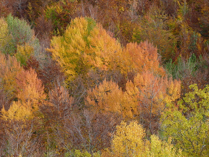 秋, 紅葉, 自然, 色, フォレスト, カラフルです, 色合い