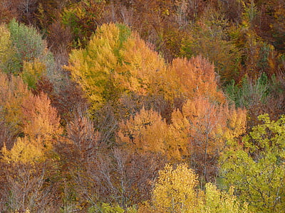 na podzim, listoví, Příroda, Barva, Les, barevné, odstíny