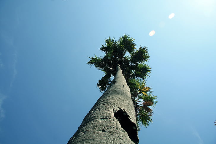 Παλμύρα: δέντρο, Παλμύρα, Ασίας, τροπικά, ψηλός, θερμό ηδύποτο