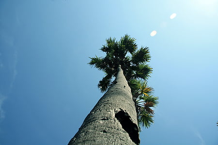 árvore de Palmira, Palmira, asiáticos, tropical, alto, Toddy