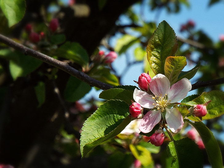 printemps, appel d’offres, pomme, arbre, floraison rose, pommier, fleur