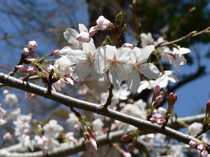 Sakura, flores brancas, Japão