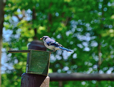 Blue jay, burung, alam, Makan, Taman Niagara, satwa liar