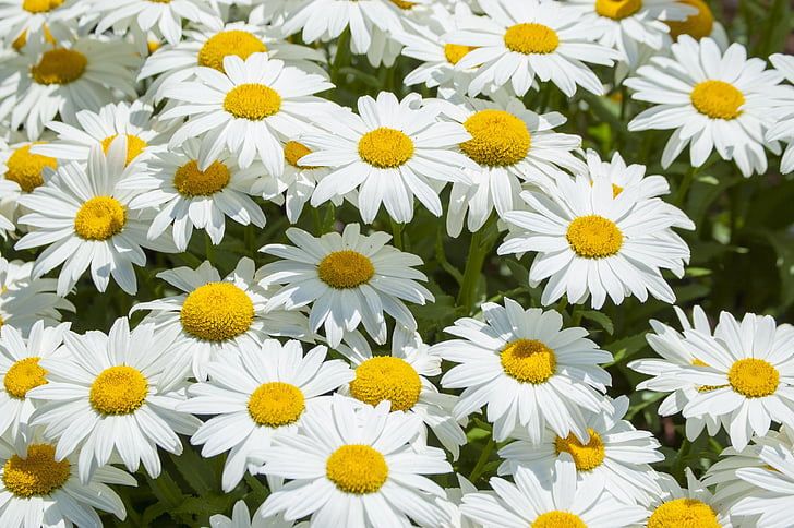 Daisy, virág, fehér, Blossom, tavaszi, virágos, kert