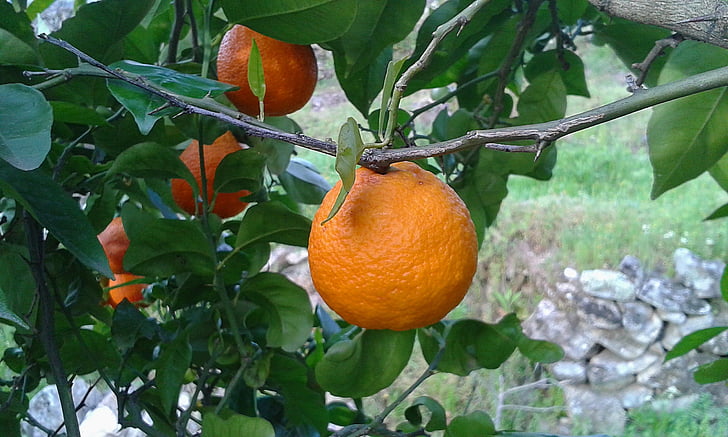 Orange, Naranjo, strom, ovocie, Citrus, citrusové plody, jedlo