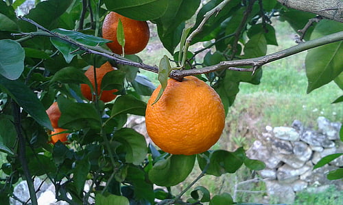 orange, naranjo, tree, fruit, citrus, citrus Fruit, food