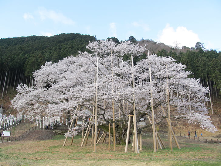 usuzumi sakura, pohon dengan lebih dari 1500 tahun, Jepang