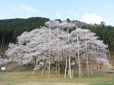 usuzumi sakura, strom s více než 1500 lety, Japonsko