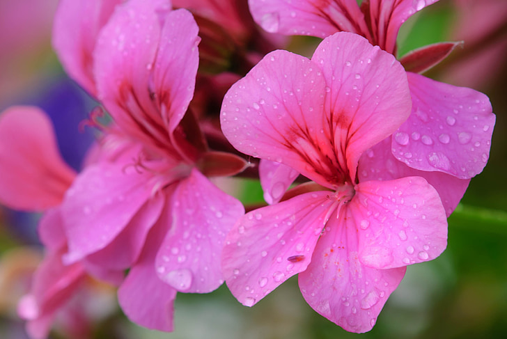 květiny, Příroda, závod, květ, Bloom, růžový květ, Flora