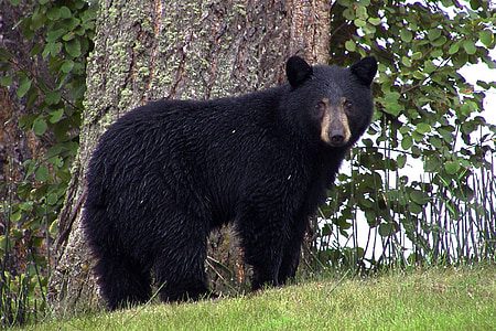 черный медведь, животное, черный, Canim озеро, Канада, Британская Колумбия, Природа