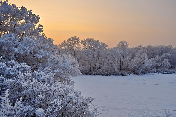 snow, trees, sunset, winter, christmas, branches, cold