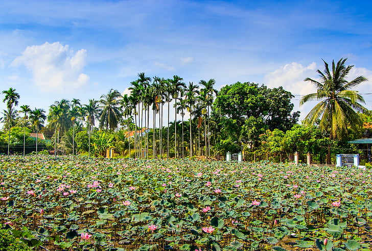 Lotus, Ninh, Associació de propietaris, l'aire lliure