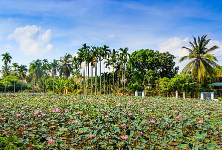 Lotus, Ninh, Hoa, al aire libre