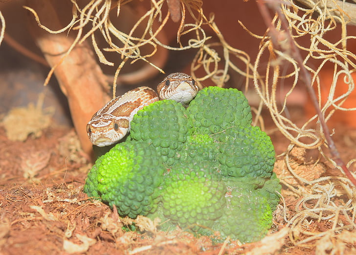 snake, heterodon nasicus, slightly toxic, reptile, brown, head, close