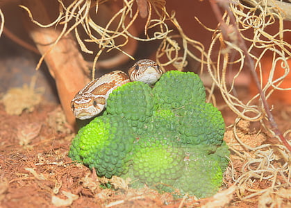 serpent, heterodon nasicus, légèrement toxique, reptile, brun, tête, fermer
