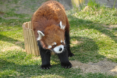 Vörös panda, állatkert, aranyos állatok