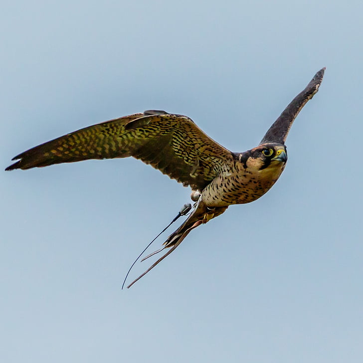 lanner falcon, röövlind, saagiks, Falcon, lind, lanner, loodus