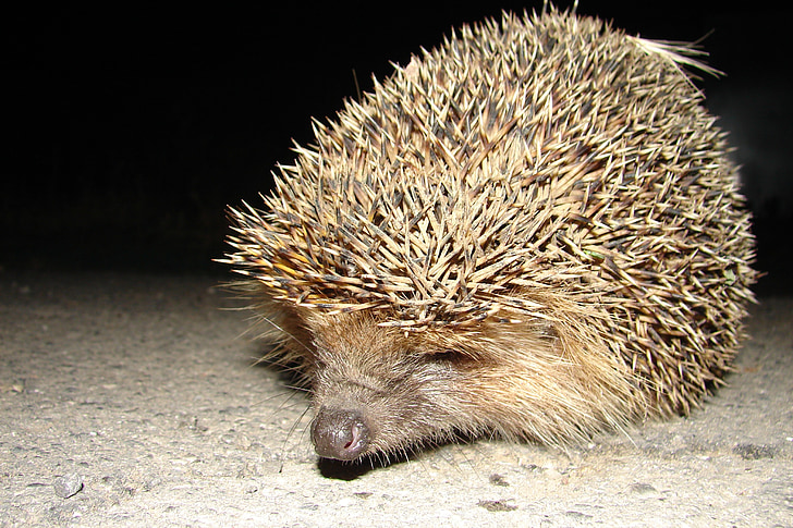 hedgehog, night guest, summer