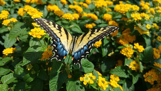 vlinder, bloem, geel, insect, natuur, zomer, lente