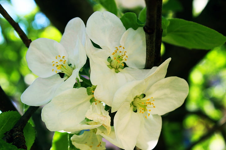 æbletræ, blomst, træ, natur, Apple, sæson, hvid