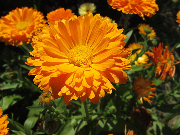 Marigold, blomma, trädgård, kronbladen, skönhet, växter