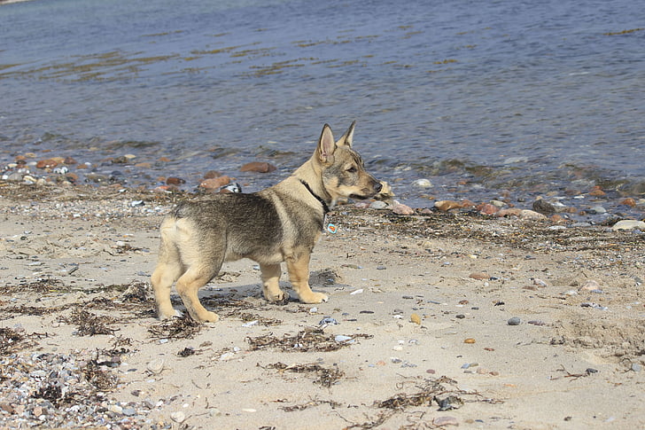 собака, пляж, westgoetaspitz, море